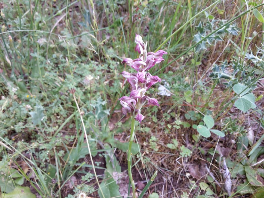 Sardegna - Anacamptis coriophora