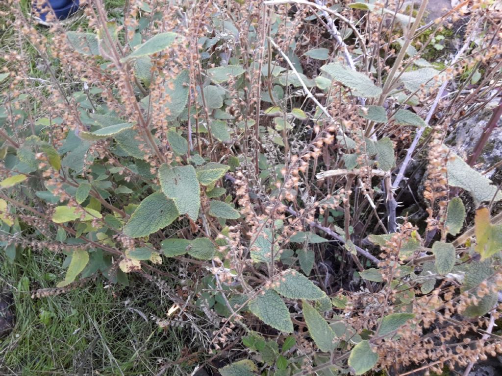 Teucrium scorodonia