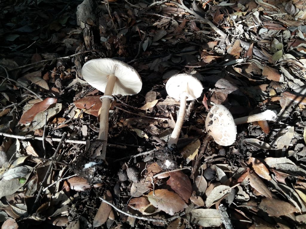 Lepiota excoriata