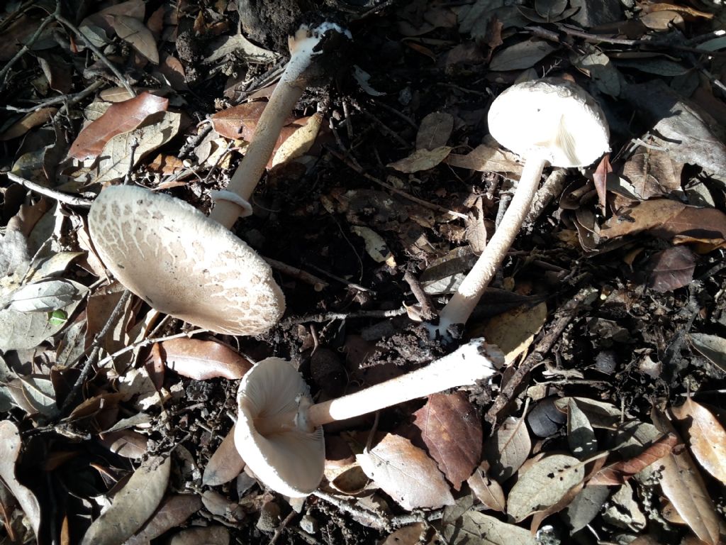 Lepiota excoriata