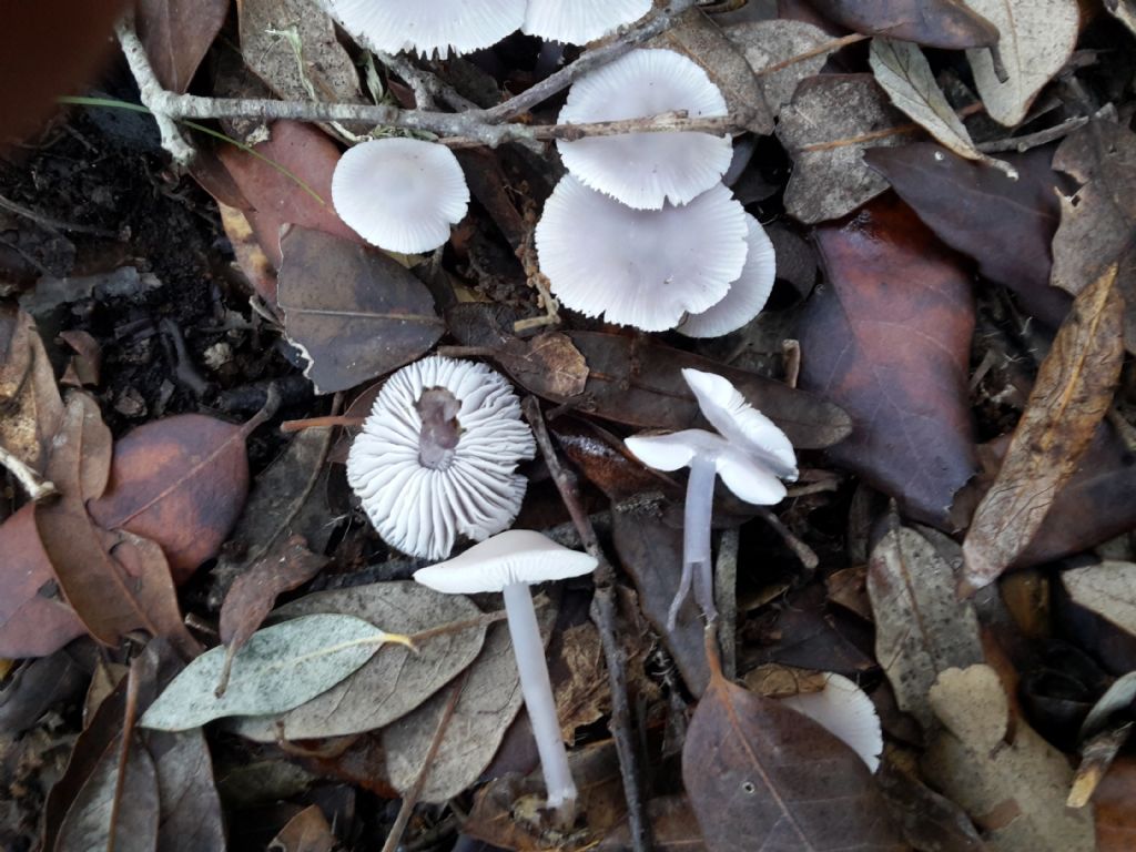 Mycena o Laccaria?