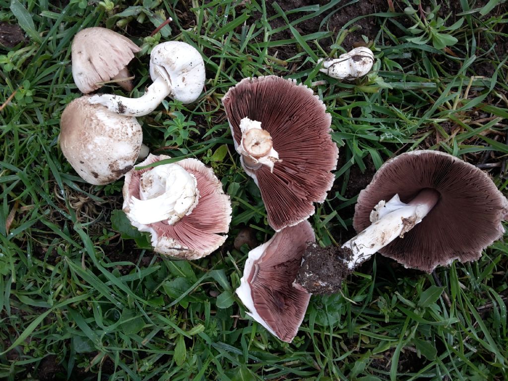 Agaricus