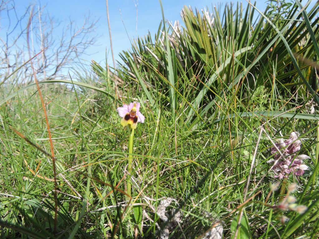 Orphis tentrhedinifera, O. speculum e Neotinea lactea