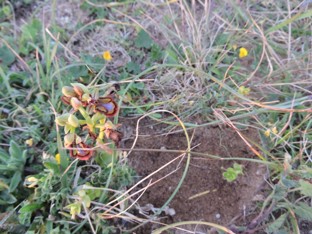 Orphis tentrhedinifera, O. speculum e Neotinea lactea