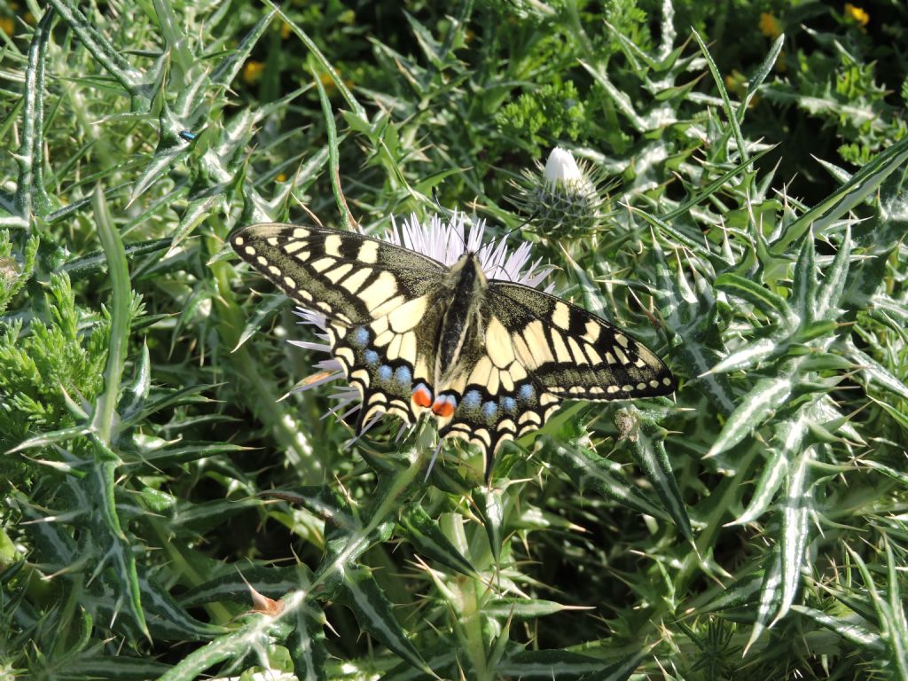 Papilio machaon sardegna