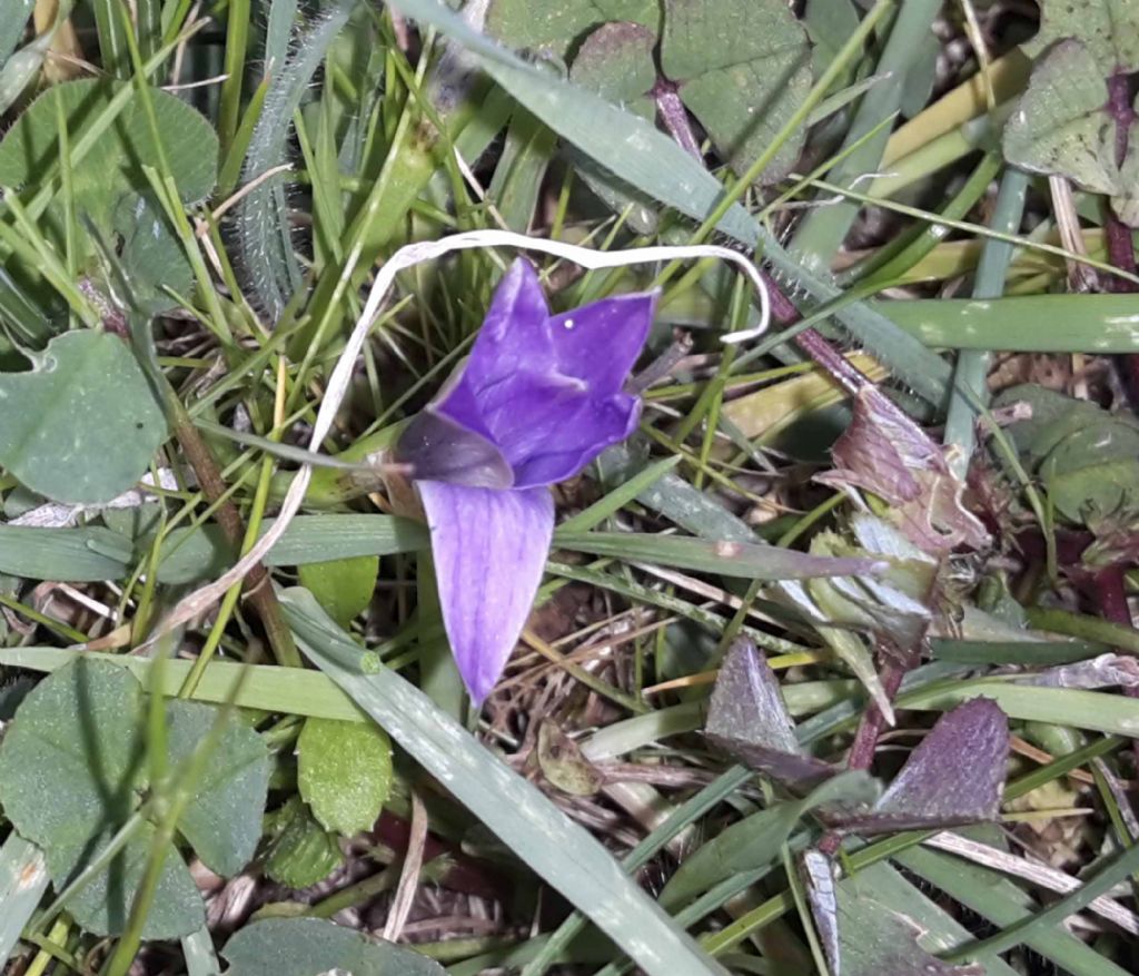 Romulea ligustica  (Asparagales - Iridaceae)