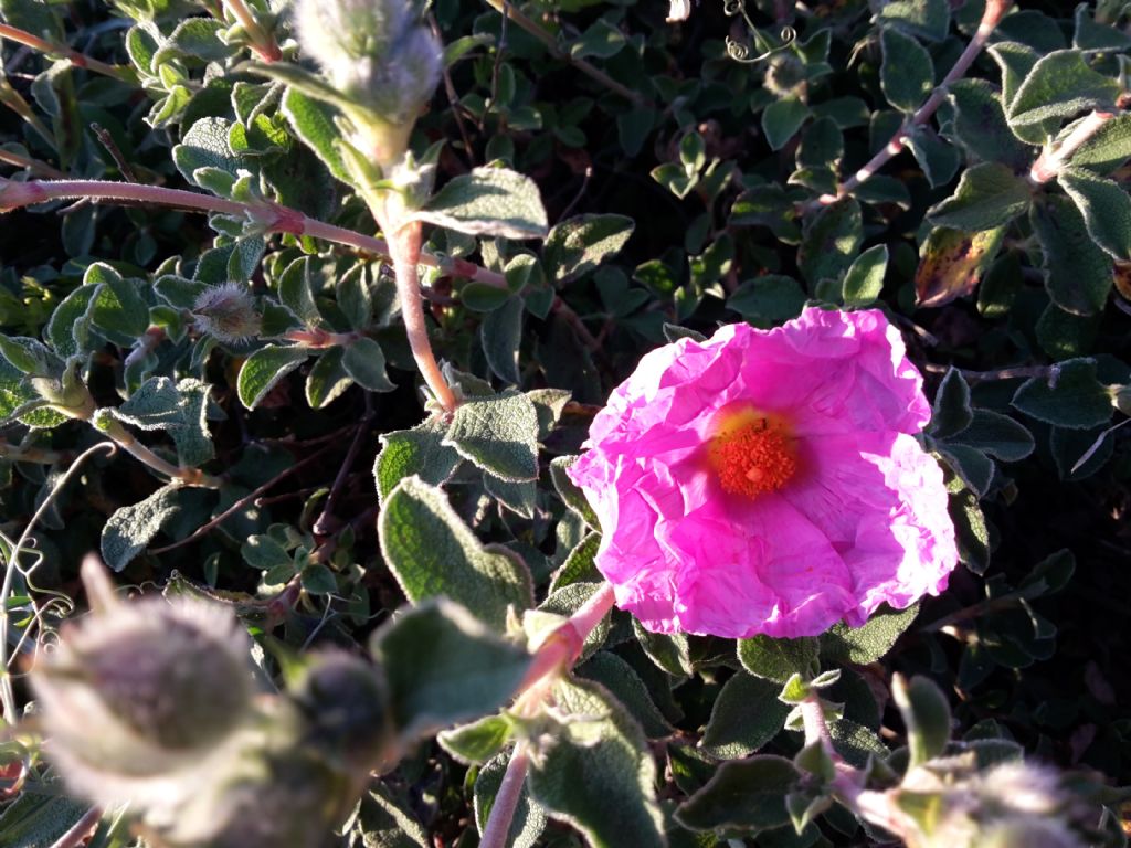 Cistus creticus subsp. eriocephalus