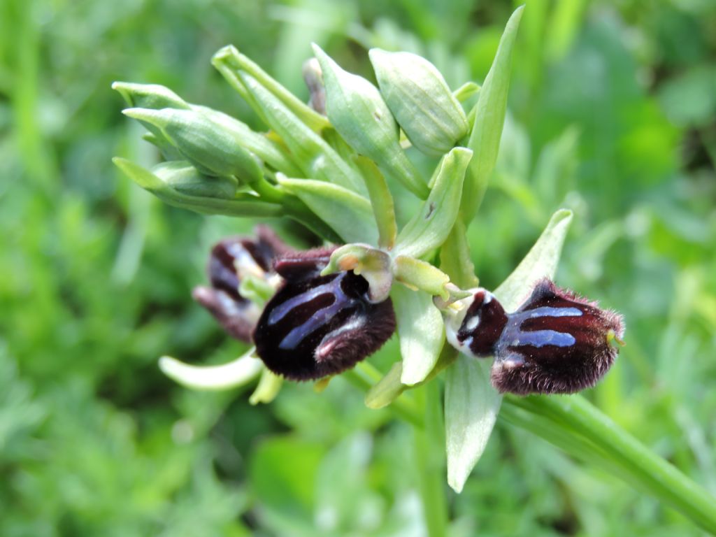 Ophrys incubacea