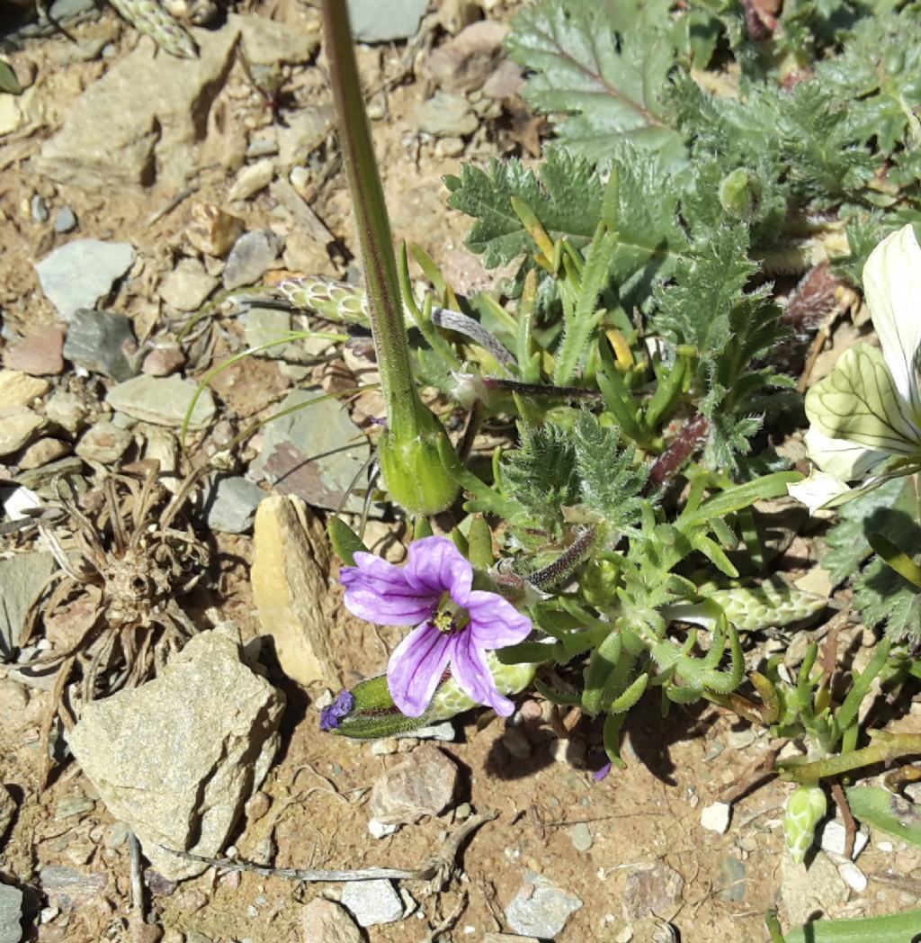 Erodium botrys / Becco di gru botri