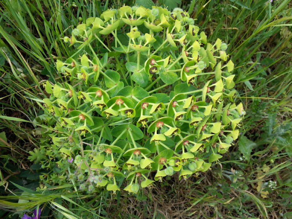 Euphorbia characias  (Euphorbiaceae)