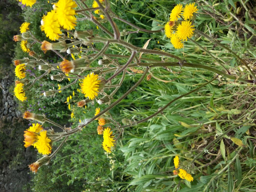 Asteraceae: Crepis vesicaria