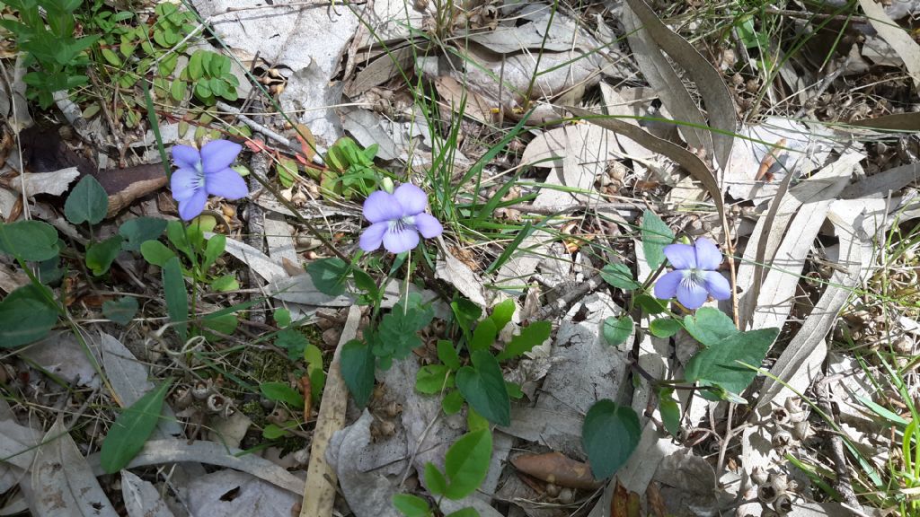 Sardegna Settentrionale - Viola riviniana