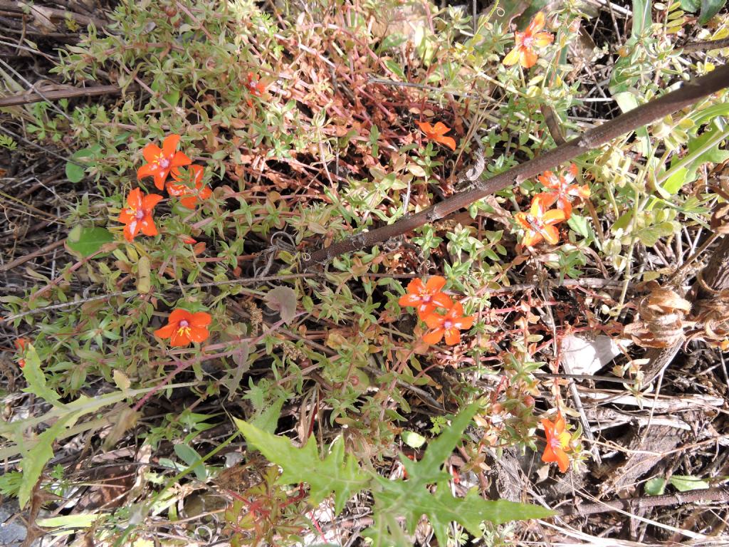 Primulacea - Anagallis sp.