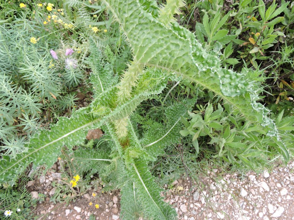 Dpsacus cfr. ferox  (Dipsacales - Caprifoliaceae)