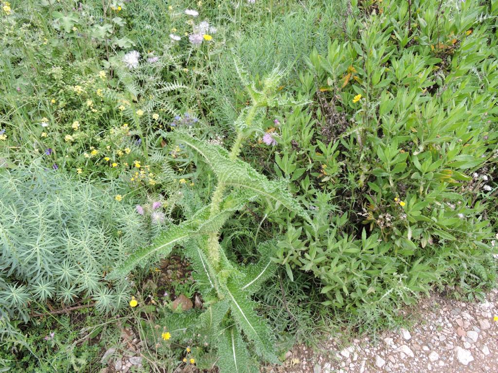 Dpsacus cfr. ferox  (Dipsacales - Caprifoliaceae)