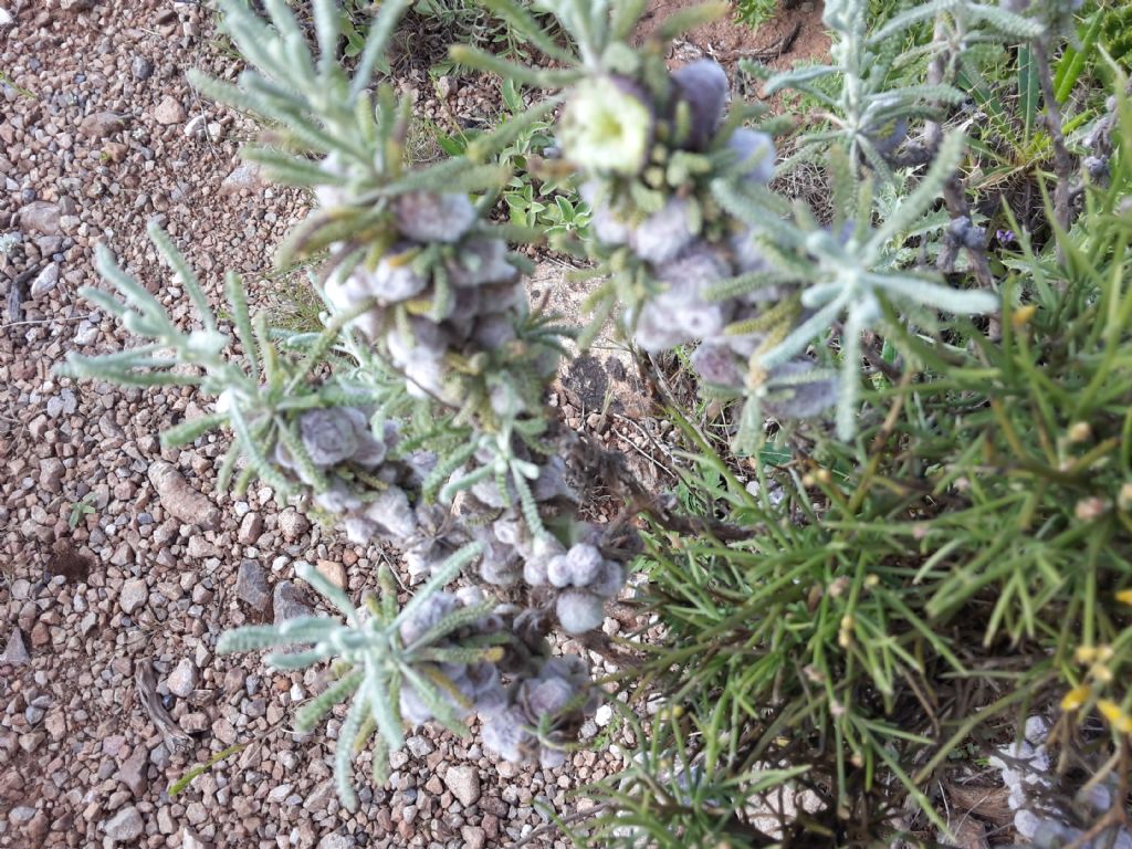 Santolina insularis,  con galle... (Asteraceae)