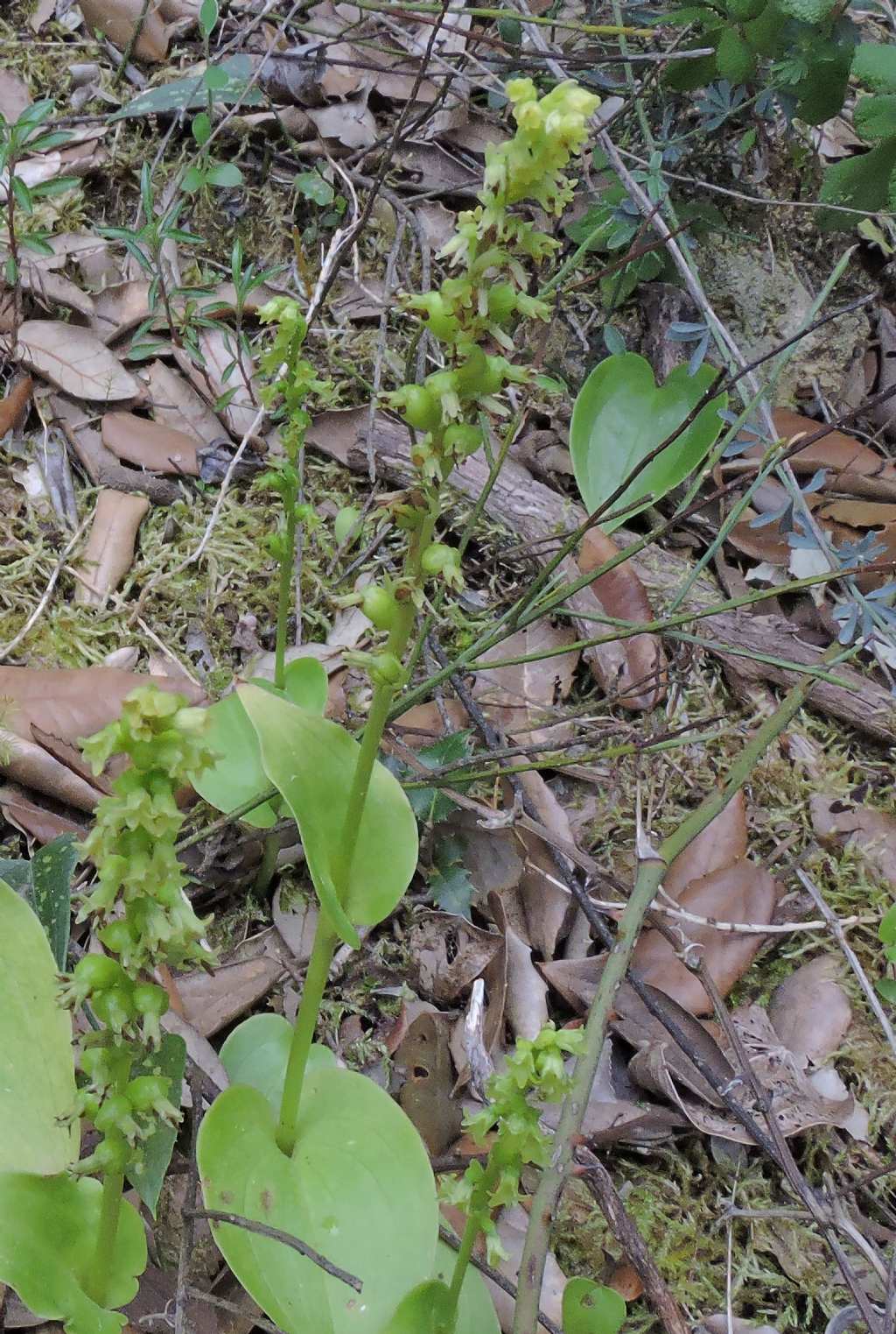 Ophrys lutea subsp.minor e Gennaria diphylla