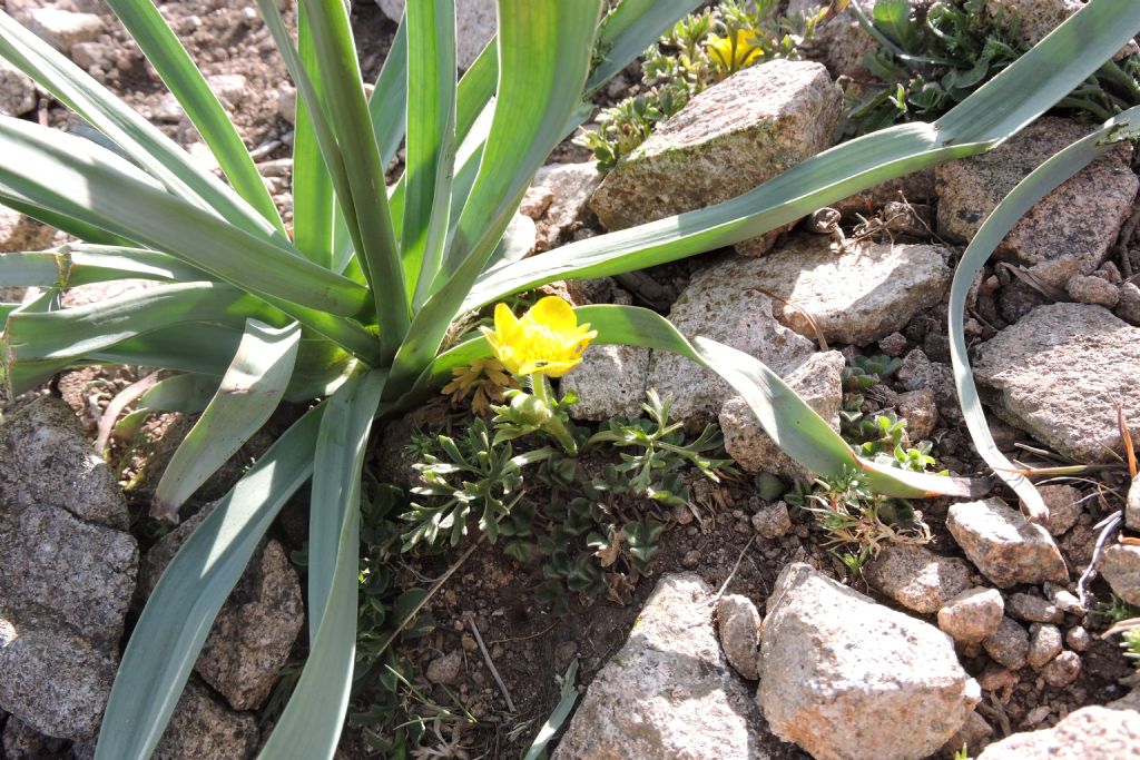 Gennargentu - Ranunculus paludosus