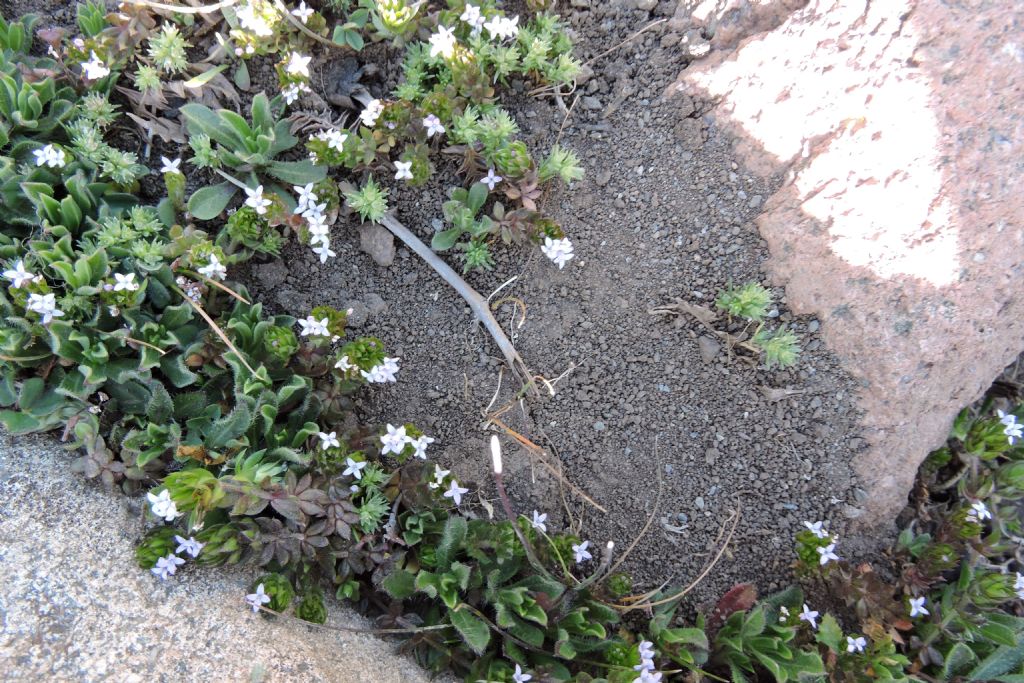 Gennargentu -  Sherardia arvensis (Rubiaceae)