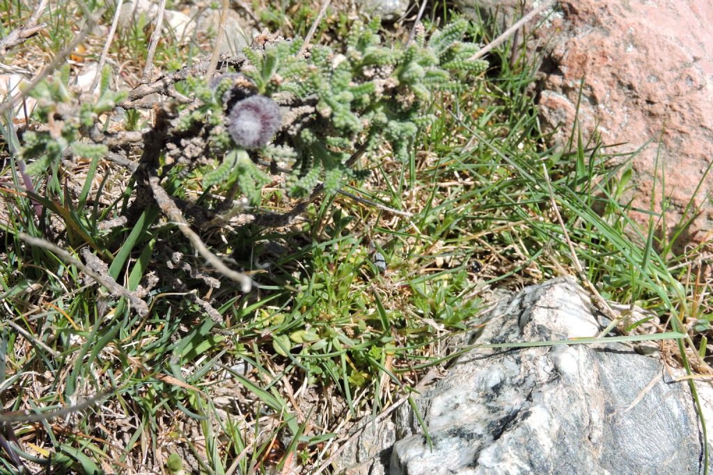 Gennargentu - Santolina insularis (Asteraceae)