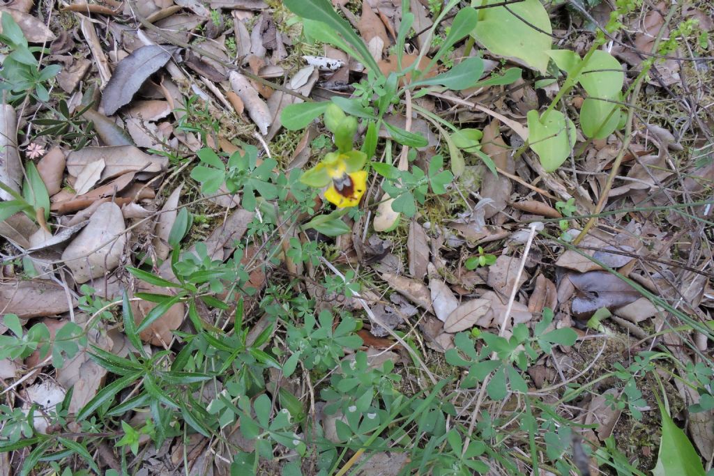 Ophrys lutea subsp.minor e Gennaria diphylla