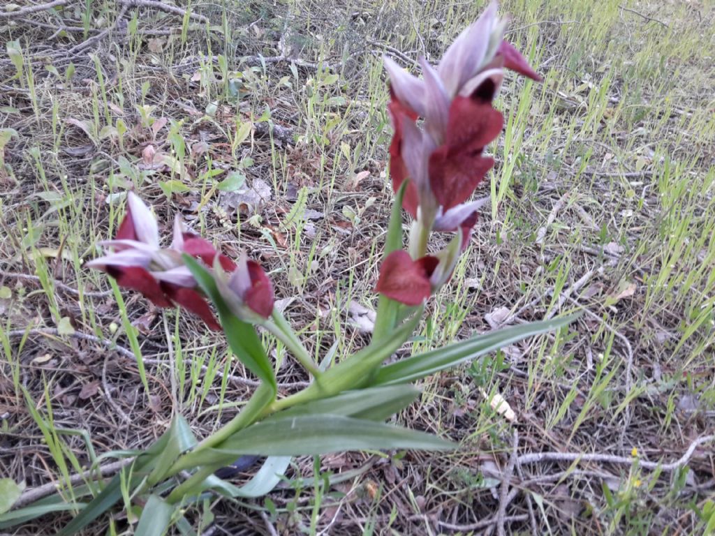 Ophrys lutea subsp.minor e Gennaria diphylla