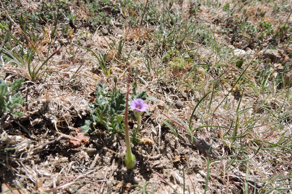 Erodium botrys / Becco di gru botri