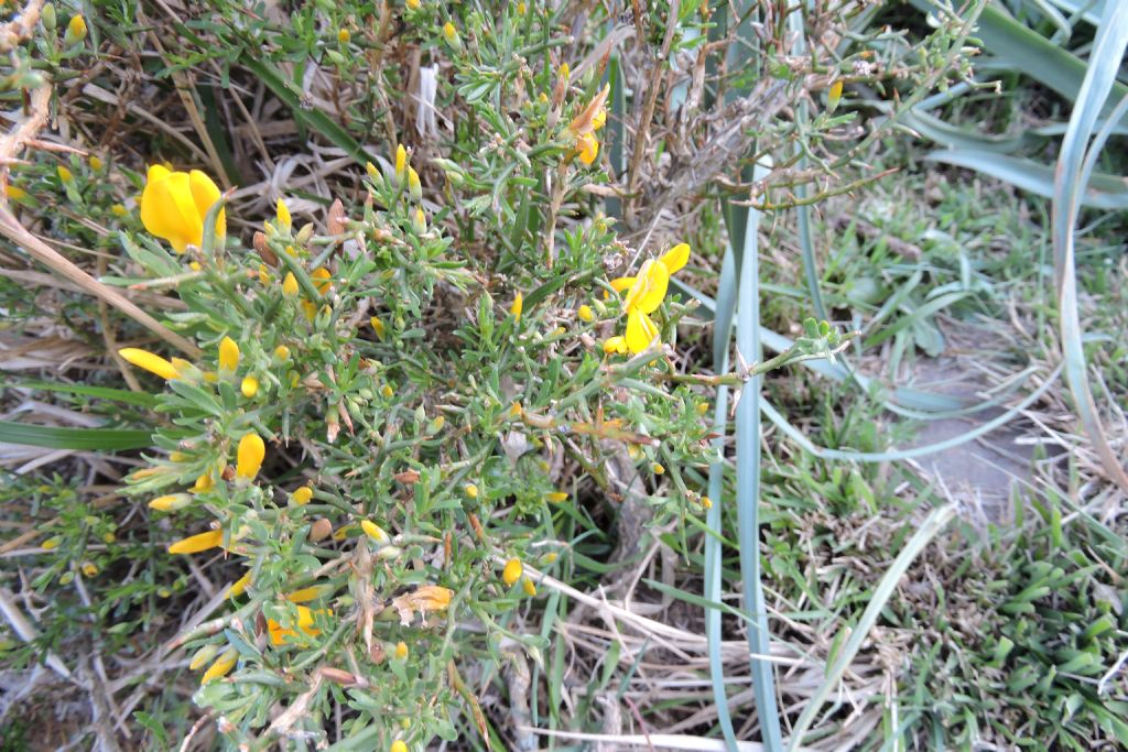 Genista corsica / Ginestra di Corsica