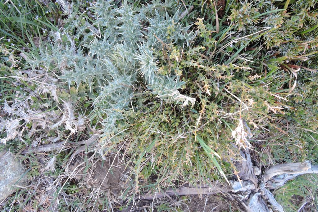 Carlina macrocephala / Carlina sardo-corsa