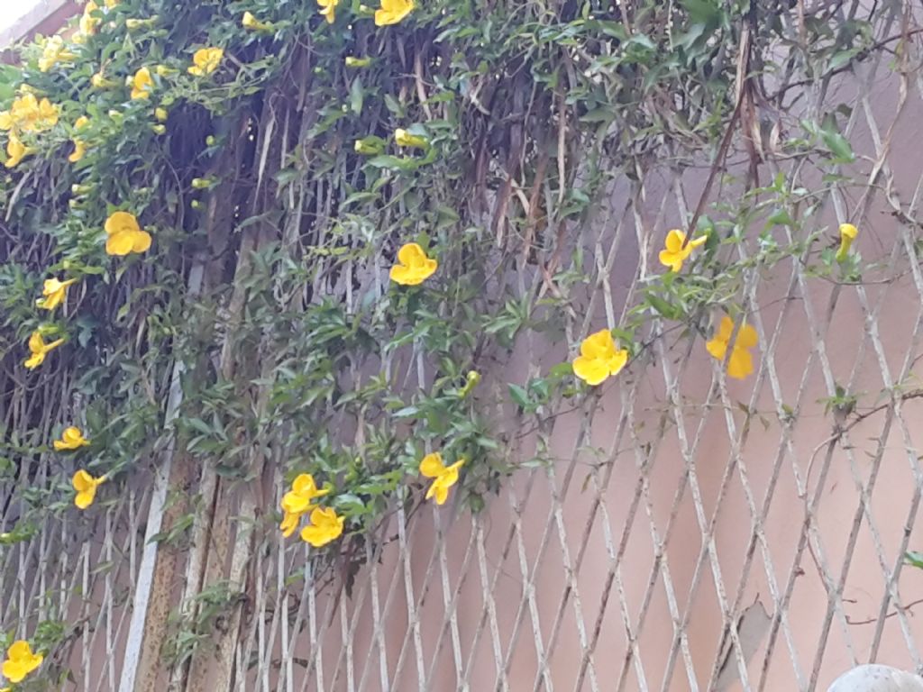 Dolichandra unguis-cati  (Bignoniaceae)