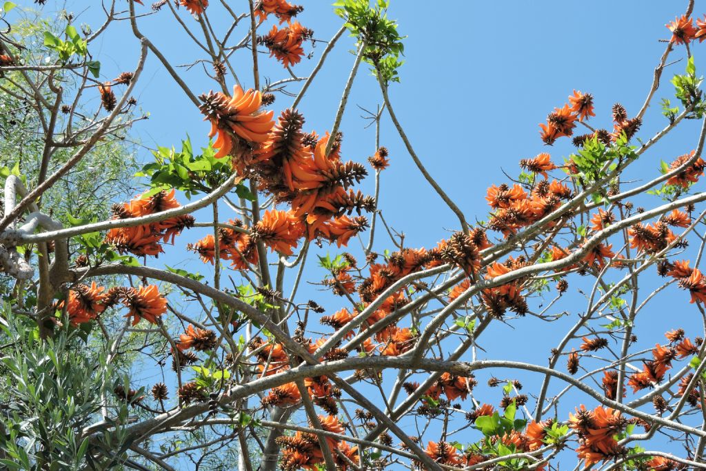 Albero in un viale - Erythrina caffra