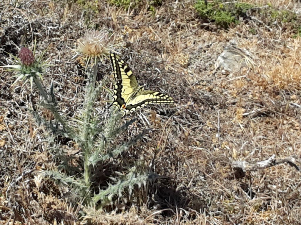 hospiton o machaon? Papilio machaon, Papilionidae