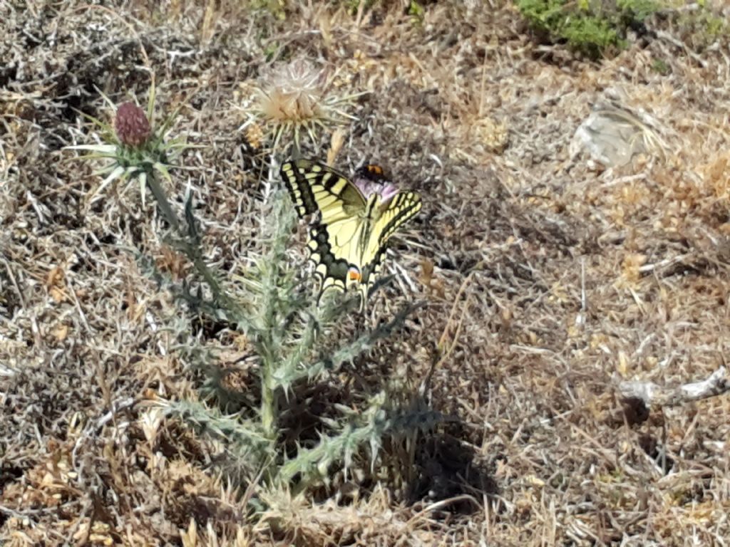 hospiton o machaon? Papilio machaon, Papilionidae