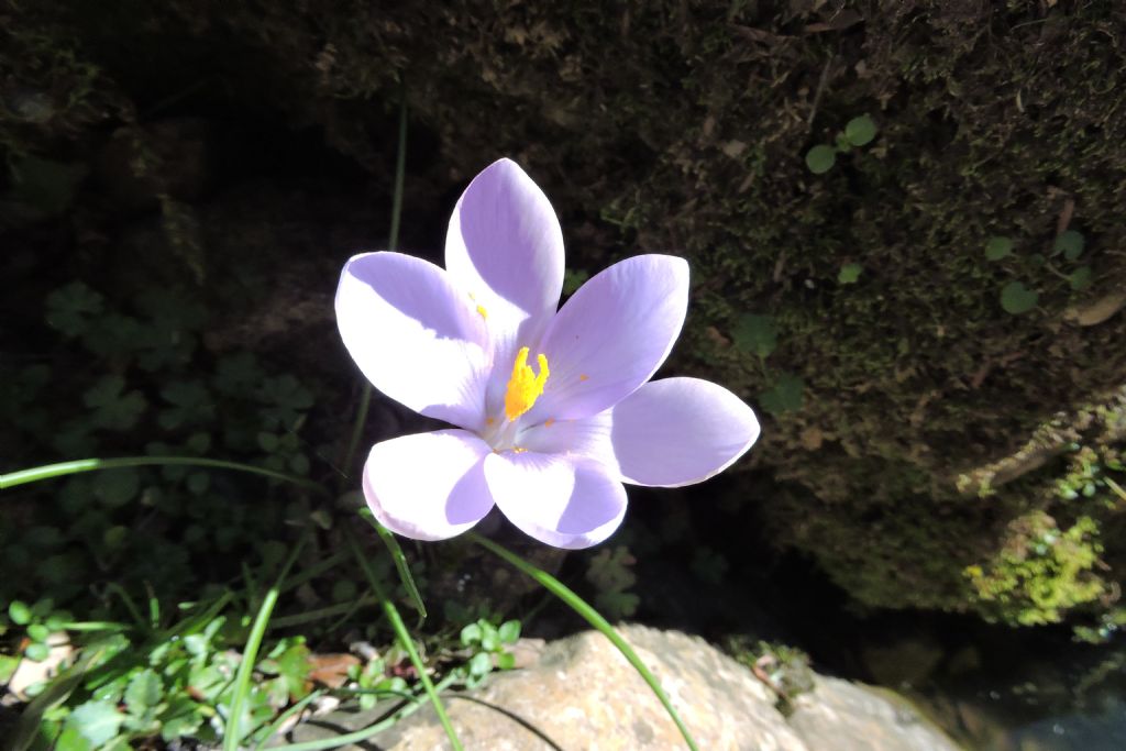 Crocus cfr. minimus e Colchicum sp.