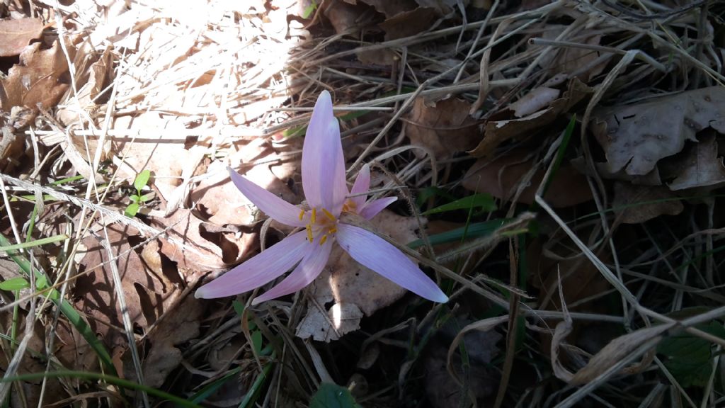 Crocus cfr. minimus e Colchicum sp.