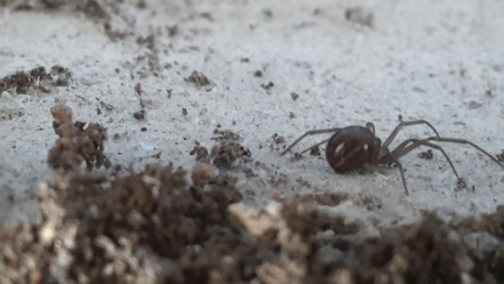 Steatoda grossa (cfr.) [e Loxosceles rufescens (cfr.)] - Cagliari