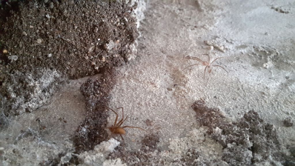 Steatoda grossa (cfr.) [e Loxosceles rufescens (cfr.)] - Cagliari