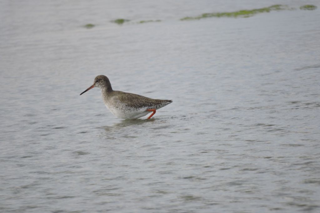 sulla laguna:  una Pettgola (Tinga totanus)