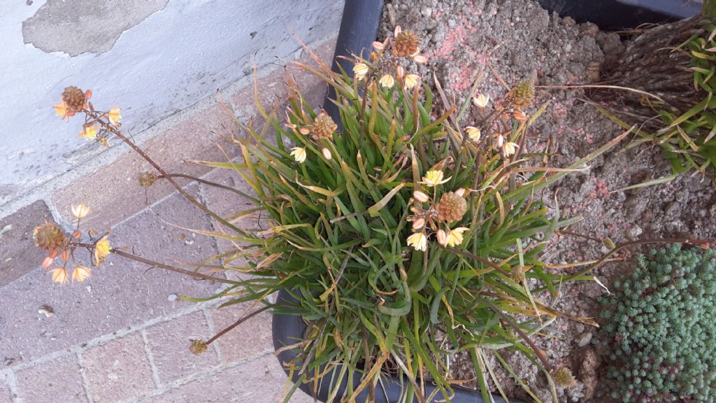 Bulbine frutescens (L.) Willd. (Xanthorrhoeaceae)