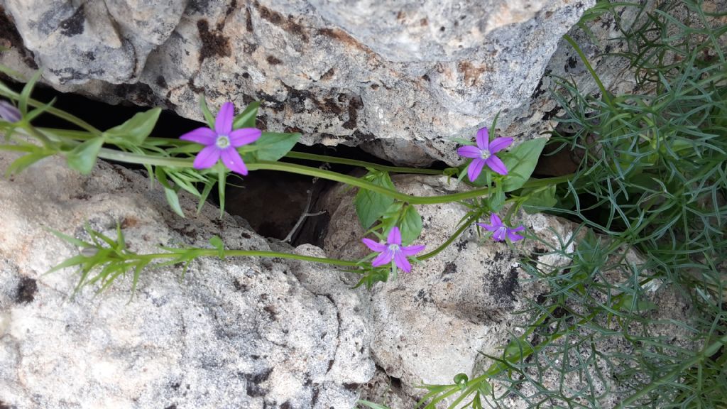 Legousia falcata / Specchio di Venene minore