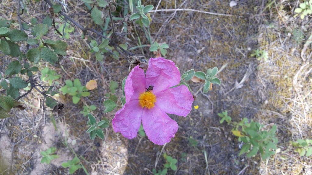 Cistus creticus subsp. eriocephalus