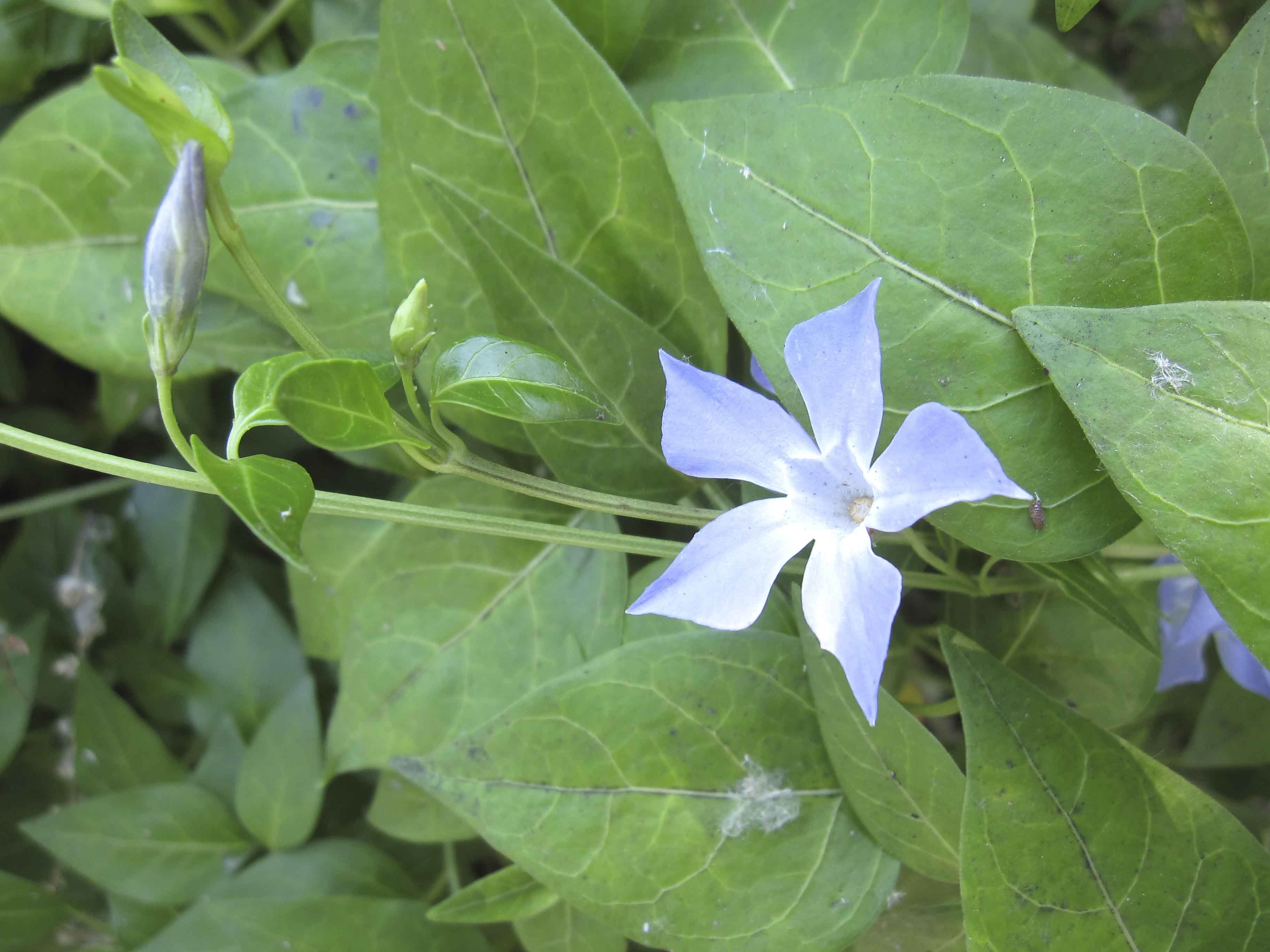 Vinca difformis subsp. sardoa / Pervinca sarda