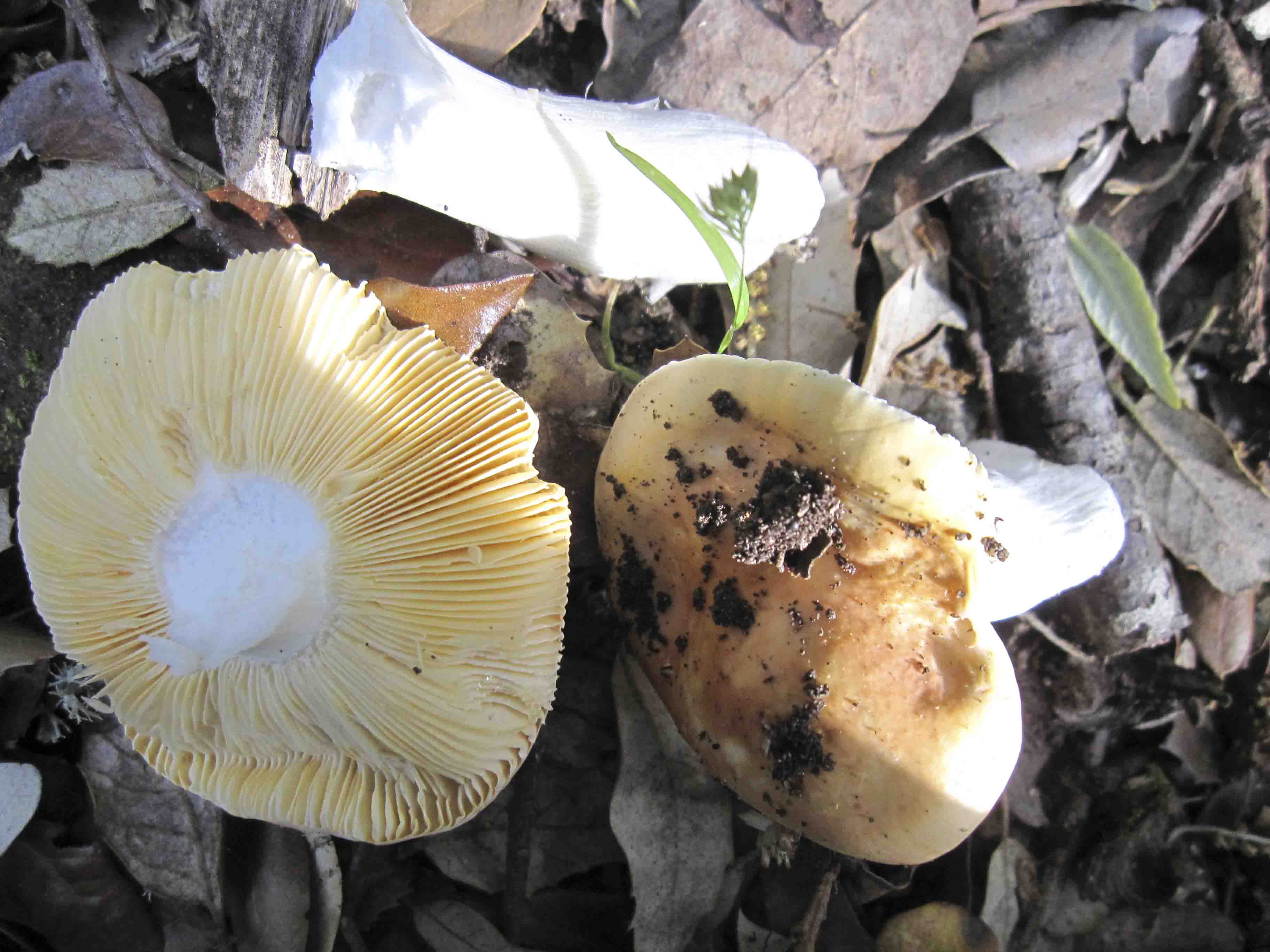 Che russula?