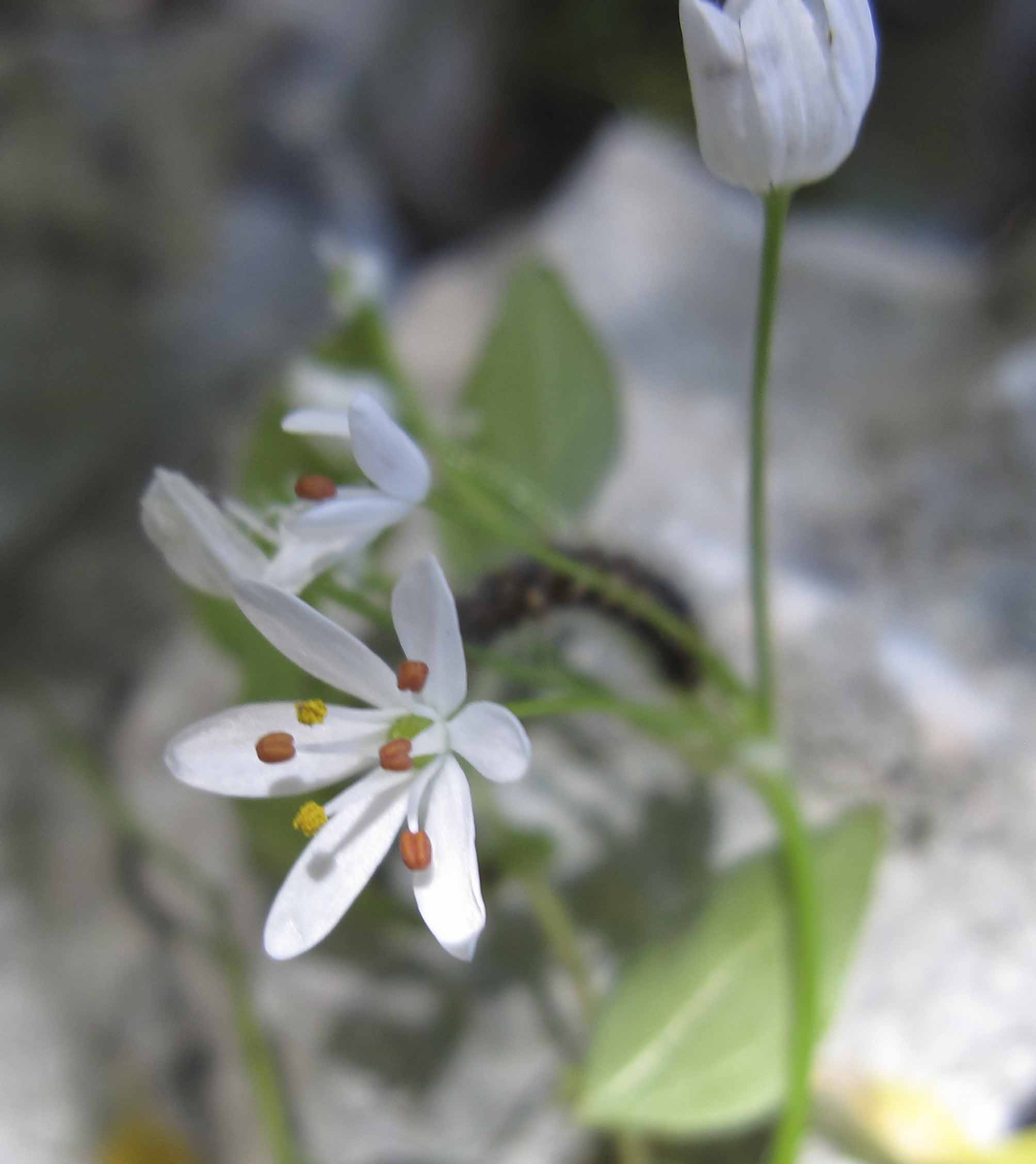 Allium subhirsutum