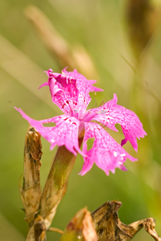 Dianthus sp.