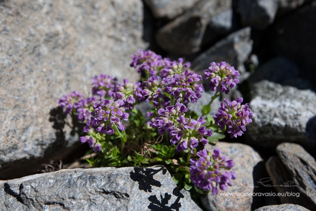 Noccaea rotundifolia (=Thlaspi rotundifolium)