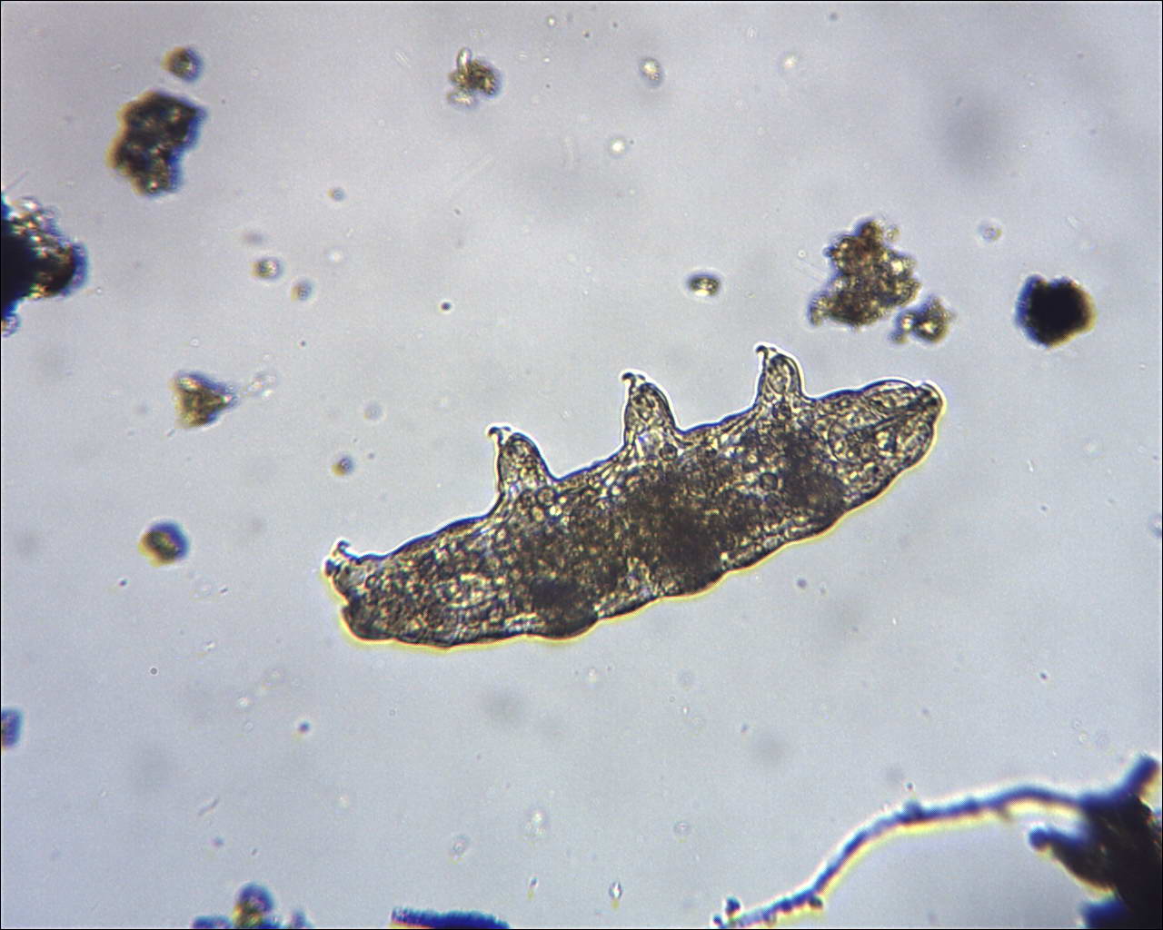 Tardigradi