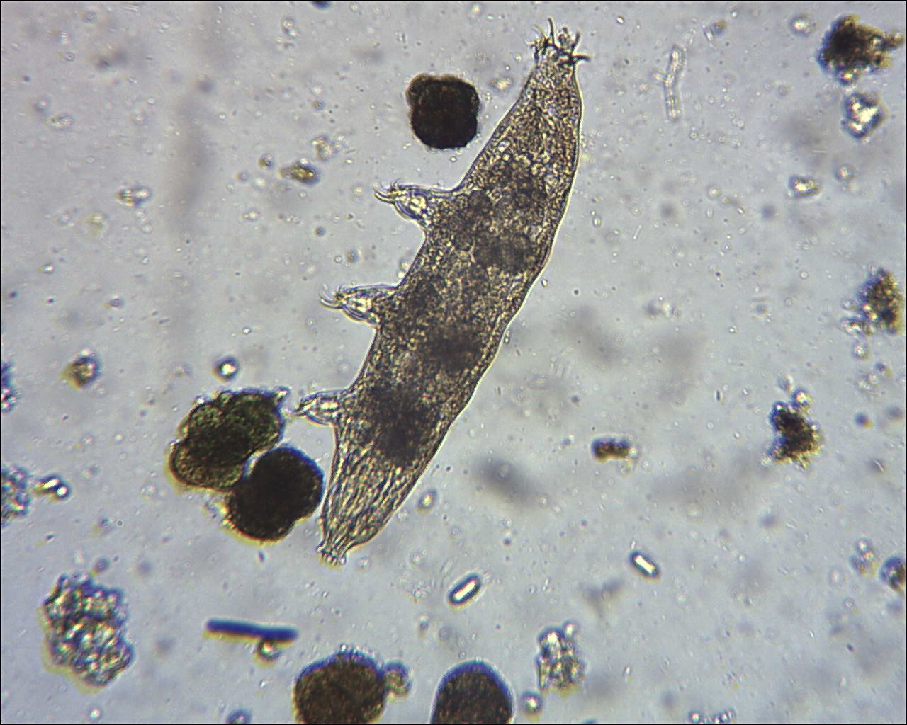 ancora tardigradi