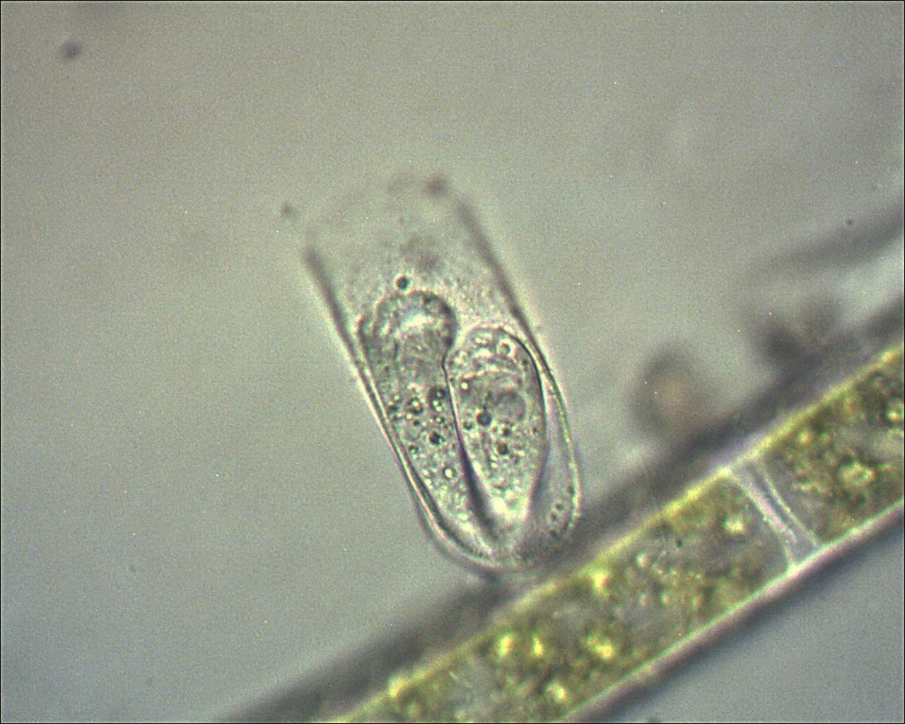 Vaginicola subcrystallina