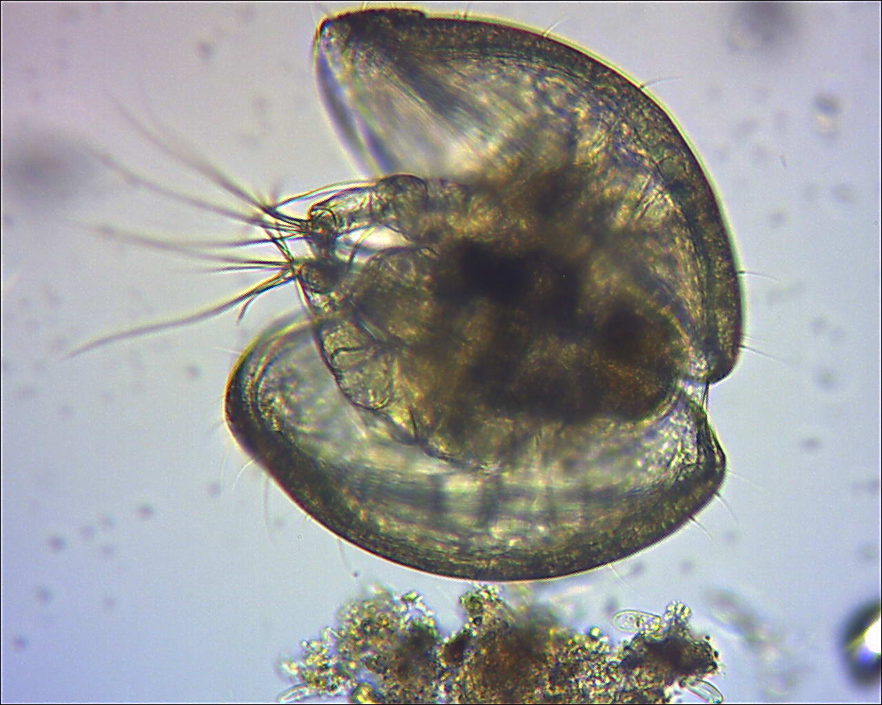 ostracode